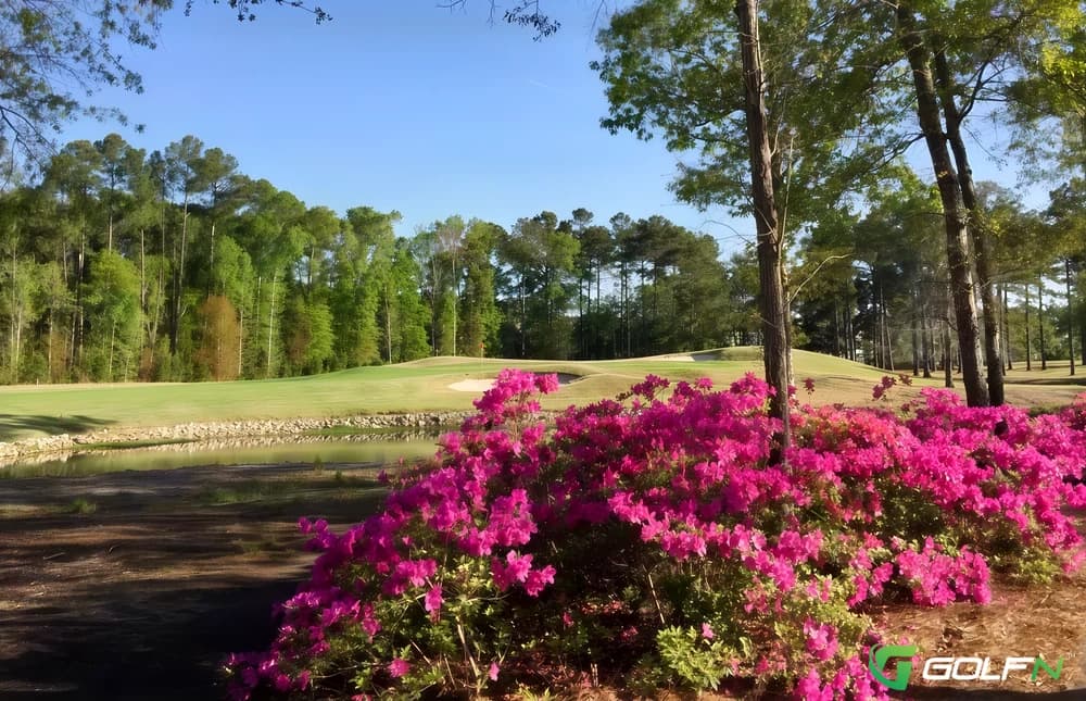 Bear - River Oaks Golf Plantation in Myrtle Beach, South Carolina — public, 27-hole golf course, designed by Tom Jackson