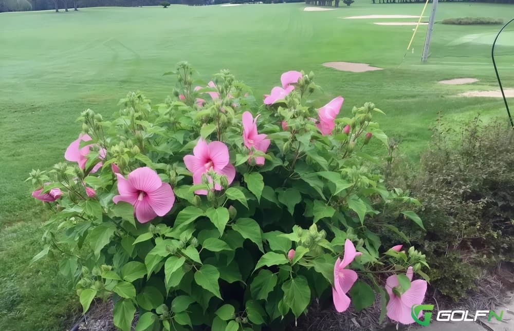 Pine Crest Par Iii in Wisconsin Dells, Wisconsin — public, 9-hole golf course