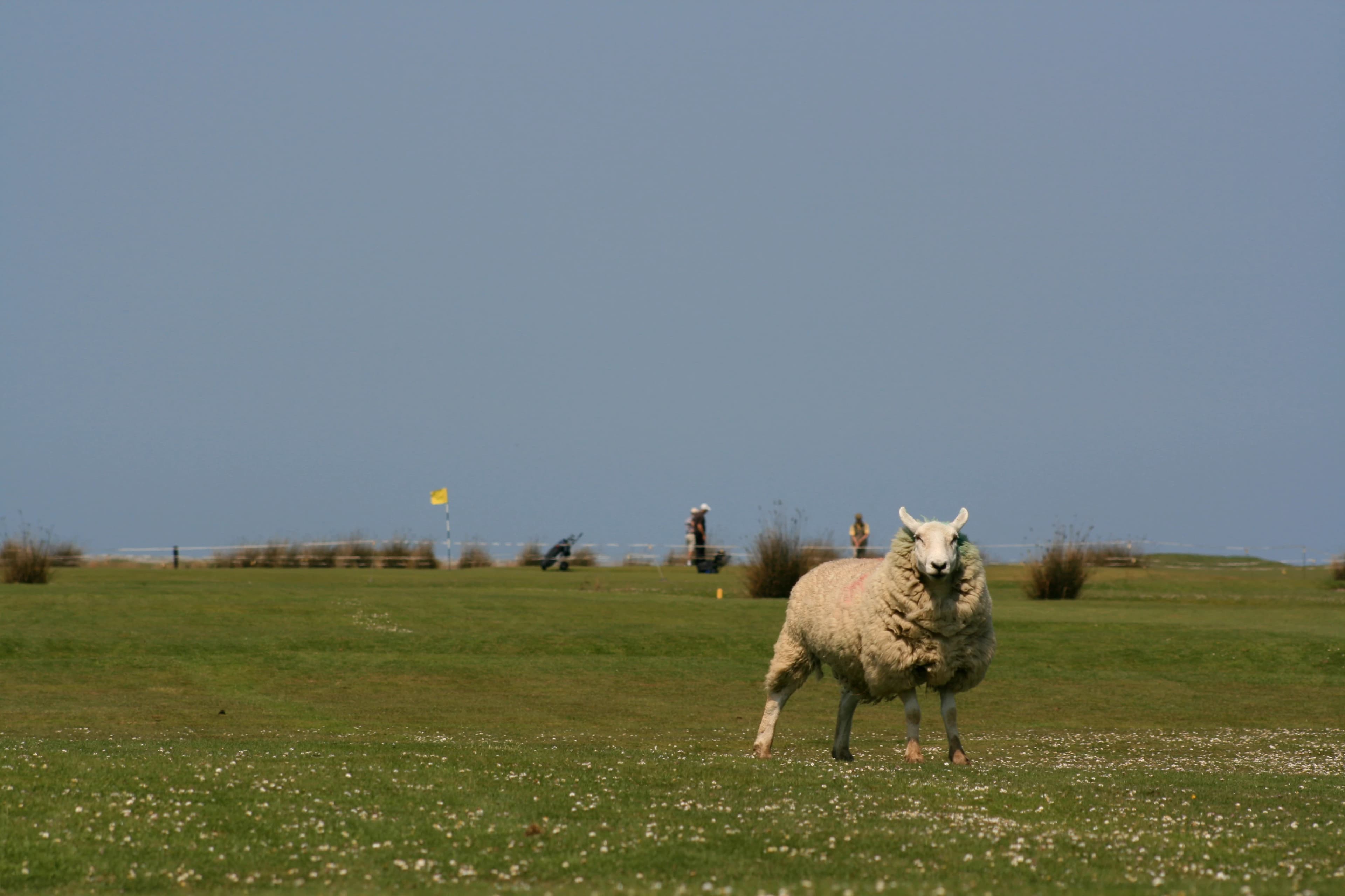 Royal North Devon Golf Club in Bideford, England — semi-private, 18-hole golf course, designed by Jim Phipps (1979)