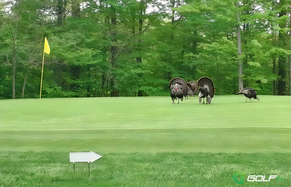 Hinckley Hills Golf Course in Hinckley, Ohio — public, 18-hole golf course, designed by Harold Paddock