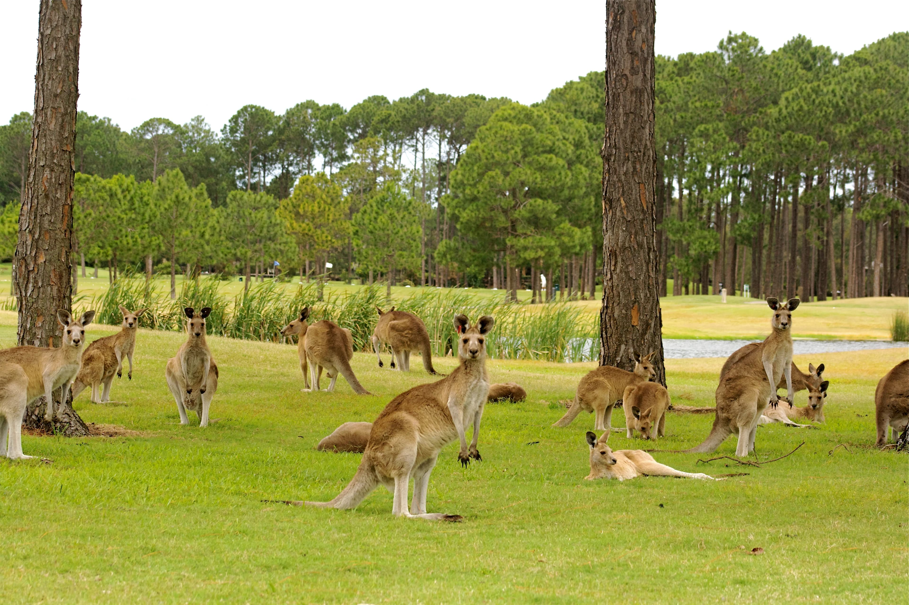 Pines - Sanctuary Cove Golf And Country Club in Sanctuary Cove, Queensland β private, 36-hole golf course, designed by Ted McAnlis