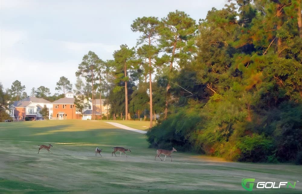 Pines - Diamondhead Country Club in Diamondhead, Mississippi — public, 36-hole golf course, designed by Earl Stone