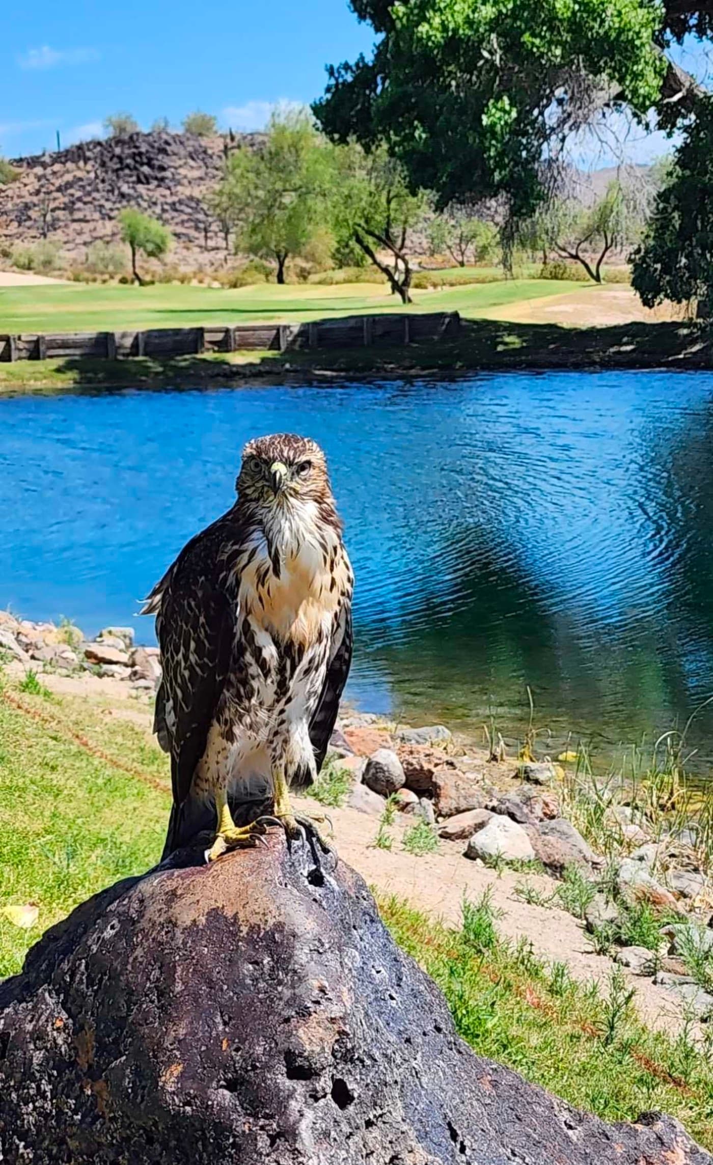 Golfer photo from a round at 500 Club Golf Course in Glendale, Arizona