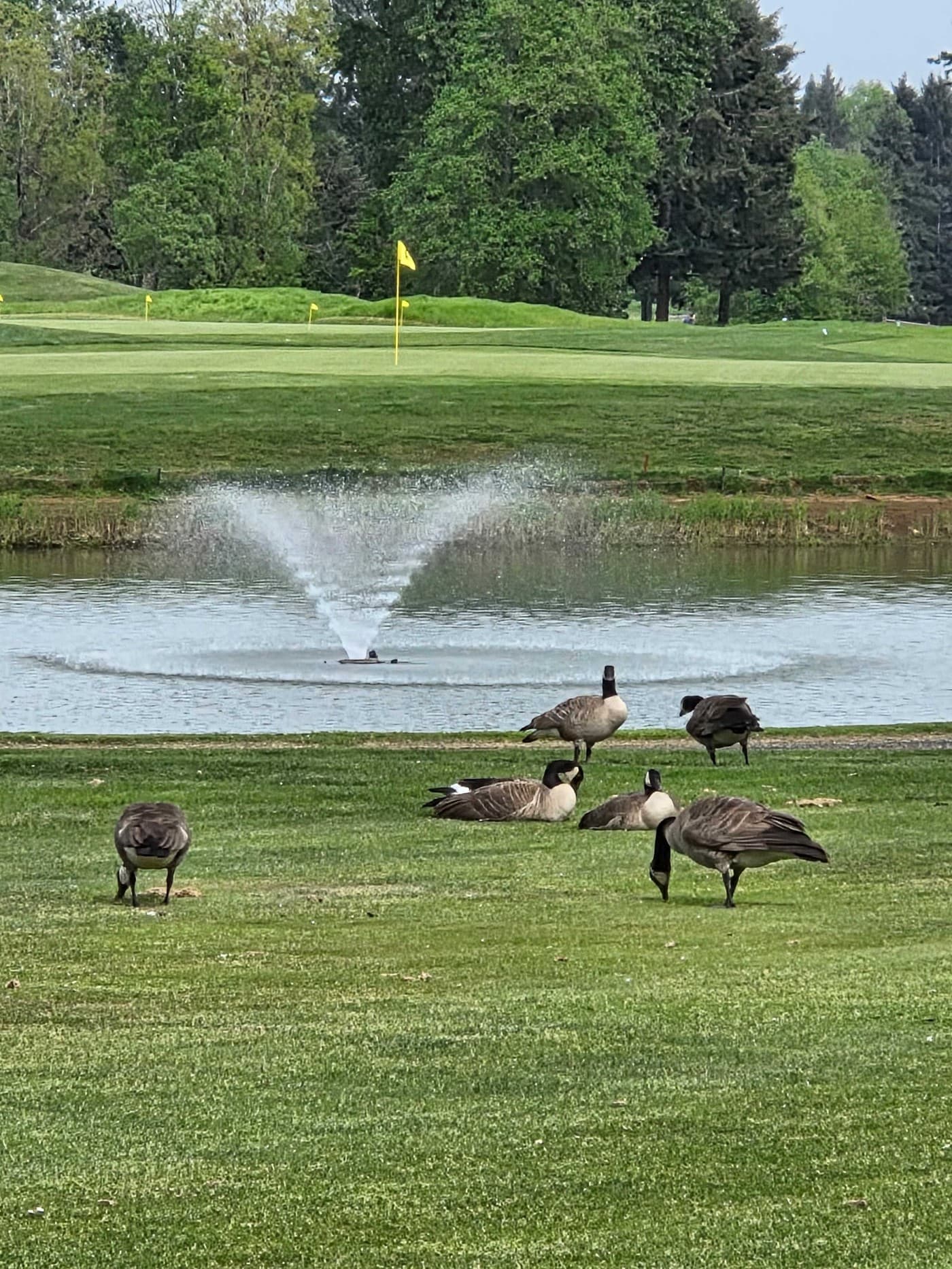 Golfer photo from a round at Creekside Golf Course in Modesto, California